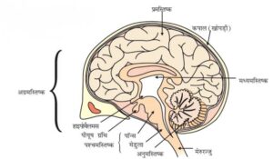 नियंत्रण एवं समन्वय