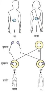 आनुवांशिकता और जैव विकास
