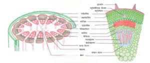 ऊतक