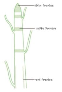 ऊतक