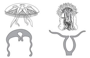 animal kingdom ncert notes