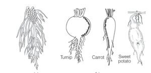 morphology of flowering plants ncert notes 