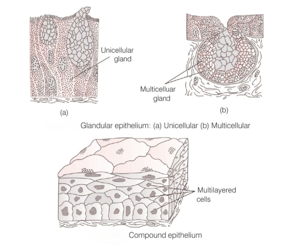 structural organisation in animals 