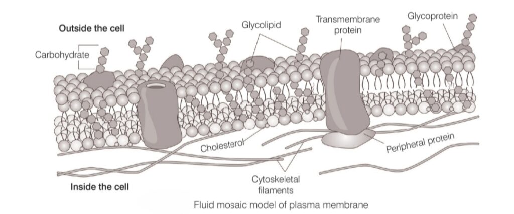 Cell the unit of life 