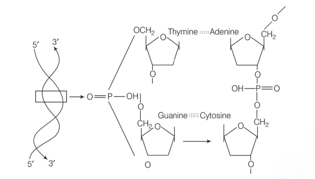 biomolecules 