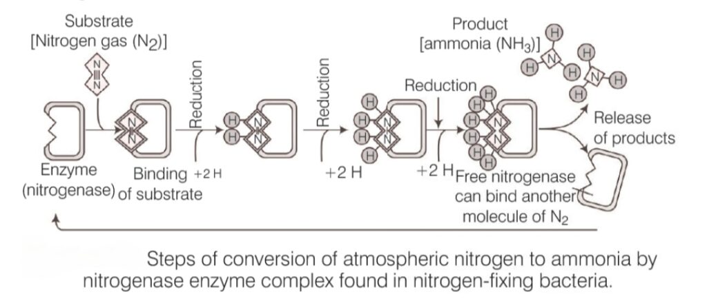 mineral nutrition, macronutrients and micronutrients 