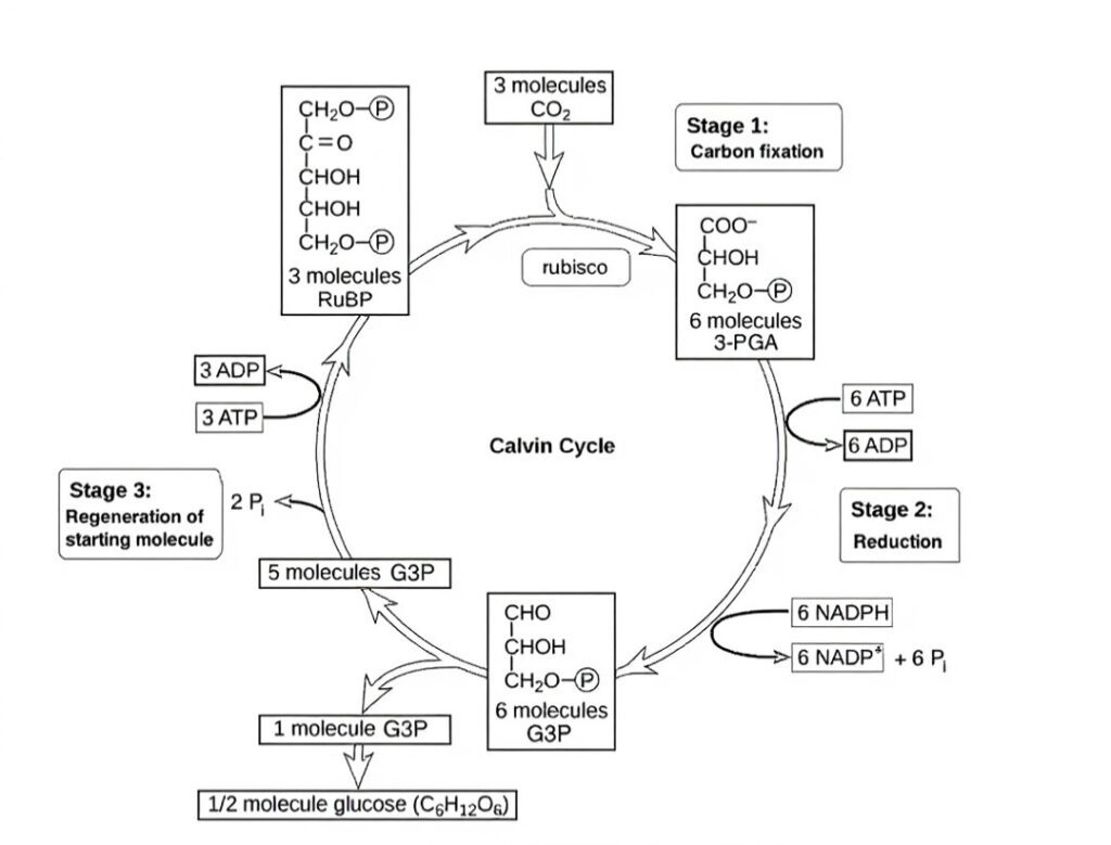 Photosynthesis in higher plants 