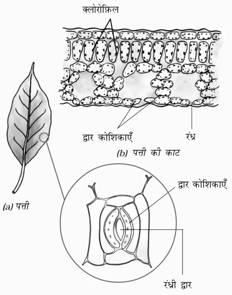 पादपों में पोषण