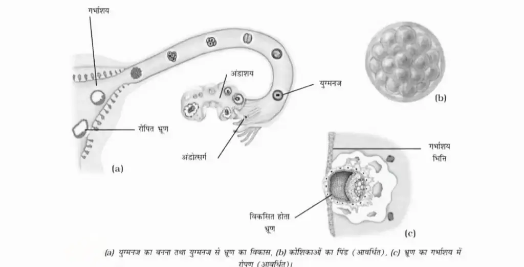 जंतुओं में जनन jantuyo me janan